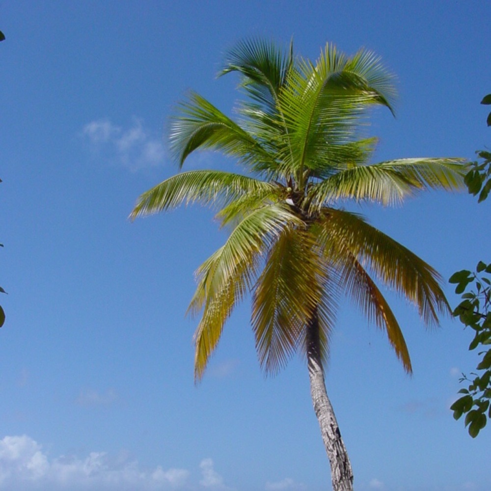 Meet your Posher, Maya